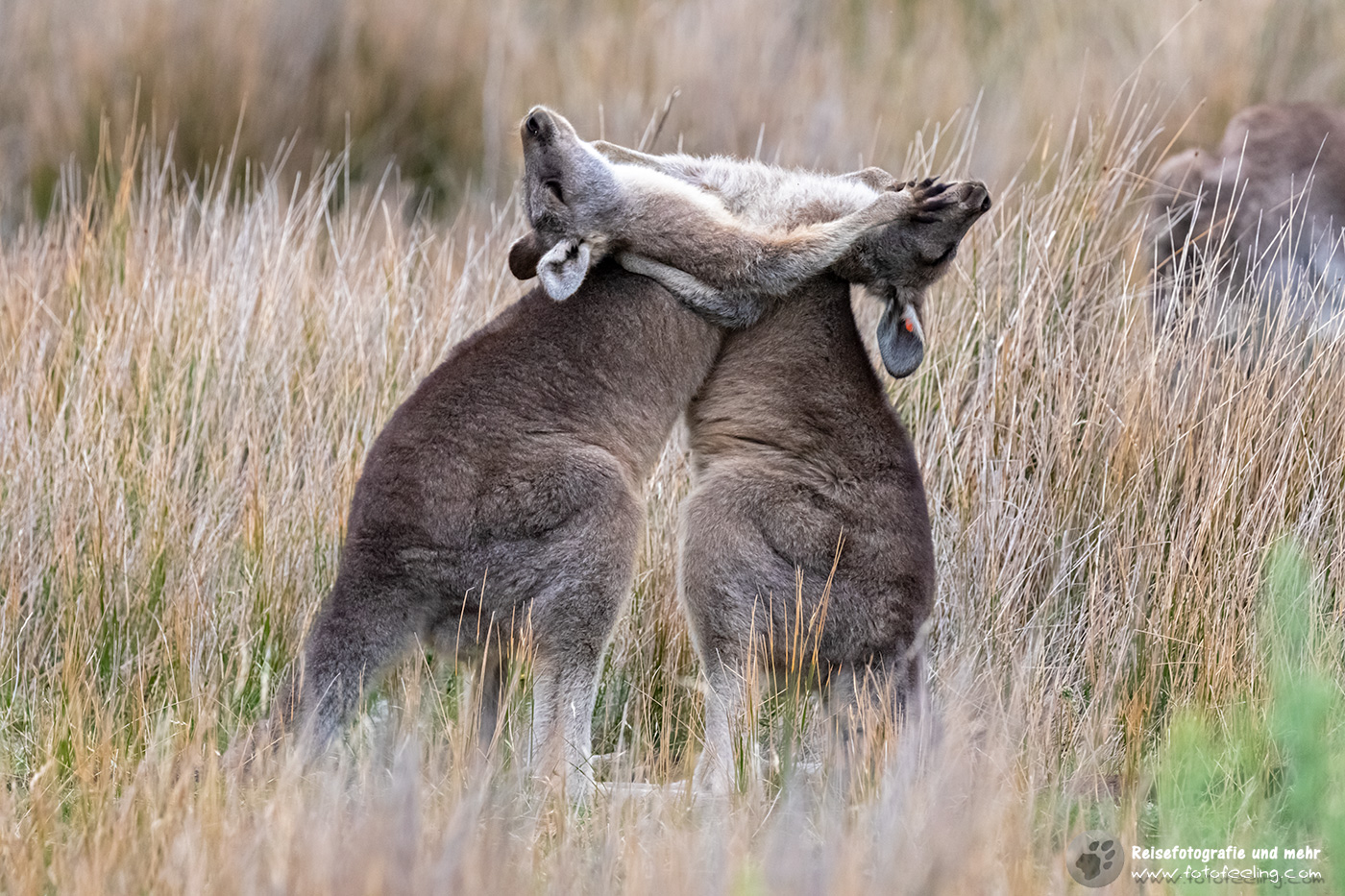 Kämpfende Graue Riesenkängurus, Wilsons Promontory National Park, Victoria, Australien