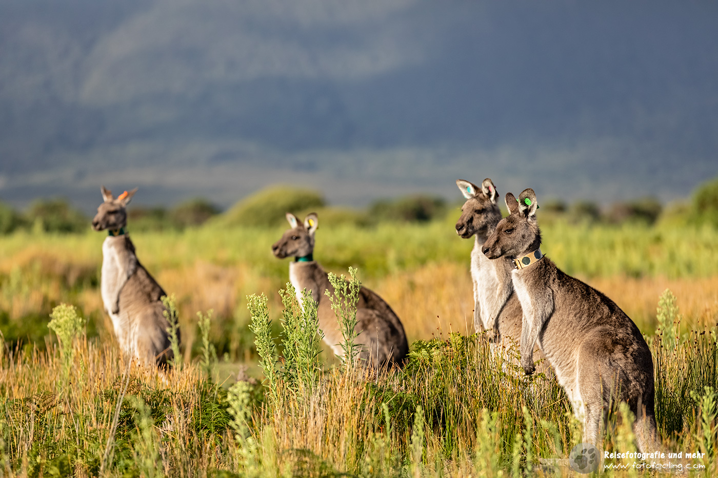 Graue Riesenkängurus, Wilson’s Promontory Wildlife Walk, Wilsons Promontory National Park, Victoria, Australien