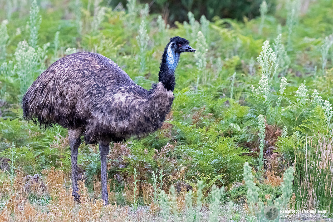 Emu, Wilson’s Promontory Wildlife Walk, Wilsons Promontory National Park, Victoria, Australien