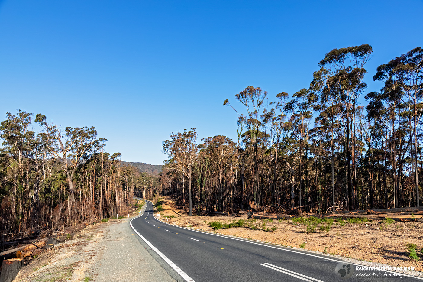 Fahrt entlang verbrannter Wälder, Victoria, Australien
