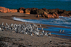 Punta Tombo und seine Magellan Pinguin Kolonie