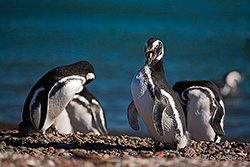 Punta Tombo und seine Magellan Pinguin Kolonie