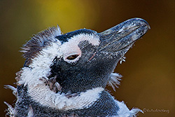 Magellan Pinguin Portrait