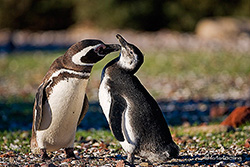 Magellan Pinguine beim Putzen