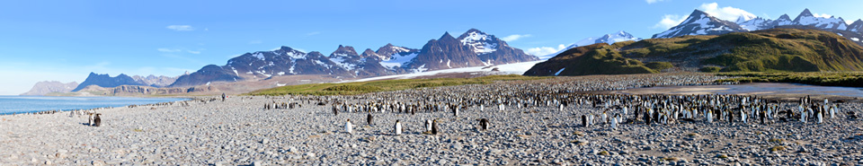 Koenigspinguine, Salisbury, Suedgeorgien