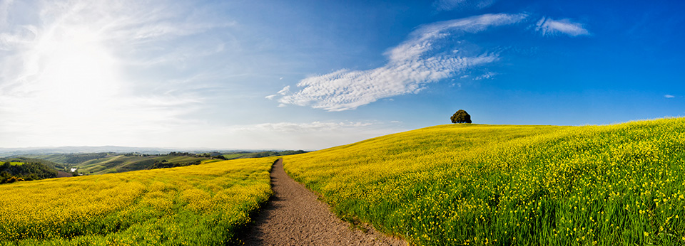 Rapsfeld in der Toskana, Italien