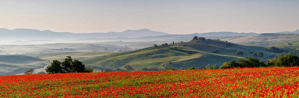 Mohnfeld in der Toskana, Italien